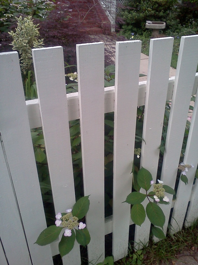 flowers escaping yard through picket fence