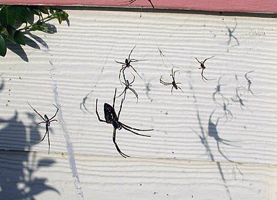 Spider family at the Outer Banks