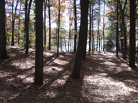 The view from Thoreau's cabin at Walden Pond