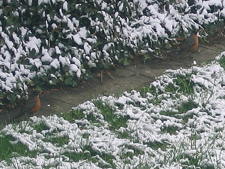 Robins in the April snow