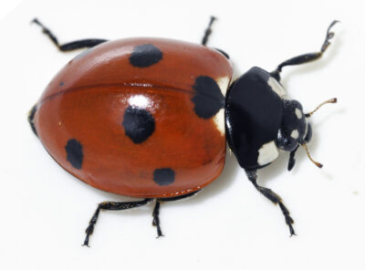 Coccinella-septempunctata i.e. ladybug